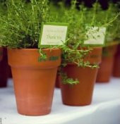 KEKİK TOHUMU +SAKSI+TOPRAK thumbnail 2