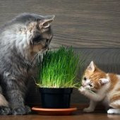 KEDİ ÇİMİ TOHUMU 2000+TOHUM+SAKSI+TOPRAK - 3