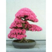 ERGUVAN BONSAİ AĞACI 5 TOHUM thumbnail 2