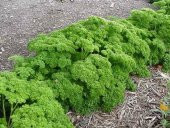 KATMERLİ MAYDONOZ 300+ TOHUM thumbnail 2