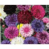 KARIŞIK RENKLİ KANTARON ÇİÇEĞİ thumbnail 1