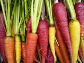 GÖKKUŞAĞI HAVUÇ TOHUMU thumbnail 1