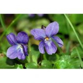 MAVİ 4 MEVSİM MENEKŞESİ thumbnail 2