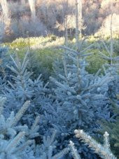 MAVİ LADİN AĞACI TOHUMU - 2