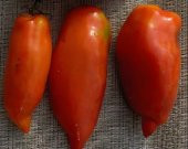 KIRMIZI MUM DOMATESİ * 25+ TOHUM thumbnail 1