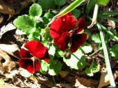 KIRMIZI HERCAİ MENEKŞE TOHUM+SAKSI+TOPRAK thumbnail 1