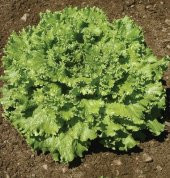 KIŞLIK MARUL 500+ TOHUM thumbnail 1