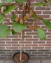 KİVİ 25 TOHUMU thumbnail 1