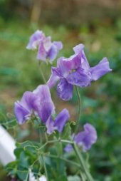 MAVİ BEZELYE ÇİÇEĞİ (sweet pea) - 1