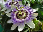 Meyveli passiflora edulis 5 adet tohum - 1