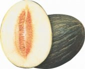 HASANBEY KAVUNU TOHUMU thumbnail 1