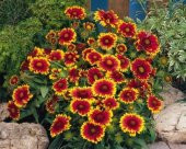 LAS VEGAS ÇİÇEĞİ TOHUMU thumbnail 2