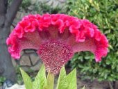 HOROZ İBİĞİ ÇİÇEĞİ TOHUM+SAKSI+TOPRAK thumbnail 2