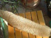 LİF SÜNGER KABAĞI TOHUMU (sponge gourd) thumbnail 2