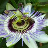 Meyveli passiflora edulis 5 adet tohum - 2