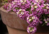 MİNE ÇİÇEĞİ *(Verbena grandiflora) thumbnail 2