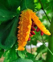 MİNİ KUDRET NARI *10+ ADET TOHUM thumbnail 1