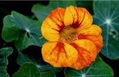 LATİN ÇİÇEĞİ TOHUMU (nasturtium majus) - 1