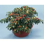 RENKLİ KARIŞIK TOP BİBER 5 NADİR TOHUM - 1