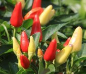 RENKLİ KARIŞIK TOP BİBER 5 TOHUM +SAKSI+TOPRAK thumbnail 1