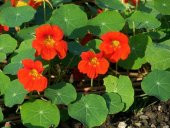 LATİN ÇİÇEĞİ TOHUMU (nasturtium majus) - 2