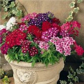 MİNE ÇİÇEĞİ *(Verbena grandiflora) thumbnail 1