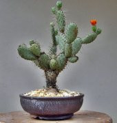 Hint inciri tohumu(Opuntia bonsai)(SAKSILI SET) thumbnail 1