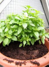 MİNİ TOP FESLEĞEN 25+TOHUM+SAKSI+TOPRAK thumbnail 2