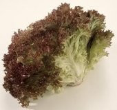 LOLOROSSO 300+ TOHUM thumbnail 1