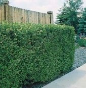 LÜKSTÜR BİTKİSİ TOHUMU (ligustrum) thumbnail 1