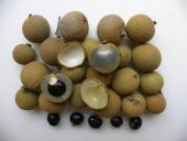 LONGAN FRUİT * 4 ADET TOHUM - 2