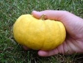 Minyatür Sarı Balkabağı Tohumu (jack Be Little) thumbnail 2