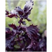 MOR DANTEL KENARLI REYHAN thumbnail 2