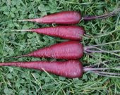 MOR HAVUÇ TOHUMU thumbnail 2