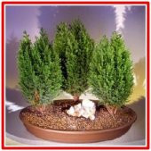 LİMON SERVİ BONSAİ TOHUMU (saksı toprak seti) thumbnail 1