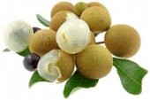 LONGAN FRUİT * 4 ADET TOHUM - 1
