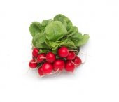 MİNİK KIRMIZI TURP 100 TOHUM - 2