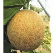 MİNYATÜR KAVUN TOHUMU* 10+ TOHUM thumbnail 2