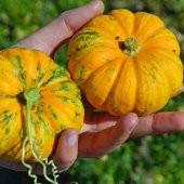 Minyatür Sarı Balkabağı Tohumu (jack Be Little) thumbnail 1