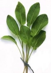 SAKSILIK MİNİK YAPRAK KUZUKULAĞI TOHUMU thumbnail 1