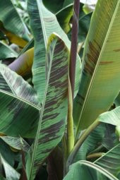 MUZ TOHUMU (Musa browns red) - 1