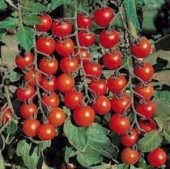 SALKIM CHERRY DOMATES(toprak ve saksı seti) - 1
