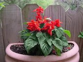 SALVİA RED TOHUM+SAKSI+TOPRAK - 1