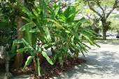 MUZ TOHUMU (Musa ornata) - 2