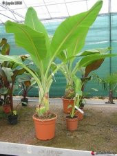 MUZ TOHUMU (Musa browns red) - 2