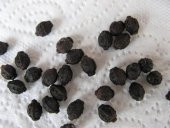 SARI AKŞAM SEFASI TOHUMU thumbnail 2