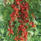 SALKIM CHERRY DOMATES(toprak ve saksı seti) - 2