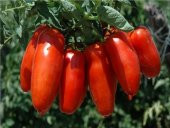 SAN MARZANO DOMATES 25+ TOHUM - 2
