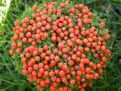 NERTERA *10 TOHUM thumbnail 1