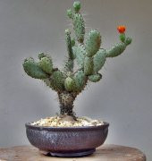 opuntia Hint inciri tohumu (Opuntia bonsai) thumbnail 1